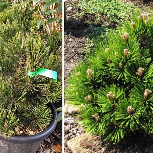 Pinus Heldreichii 'Compact Gem' (Bosnian Pine 'Compact Gem')