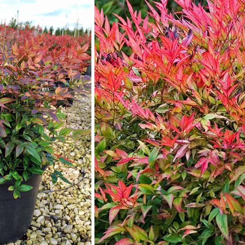 Nandina Domestica 'Gulf Stream' (Heavenly Bamboo 'Gulf Stream') - Shrub