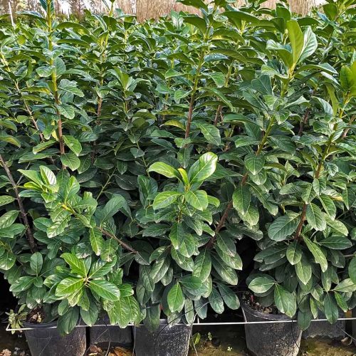 Prunus Laurocerasus 'Novita' (Cherry Laurel 'Novita') - Shrub