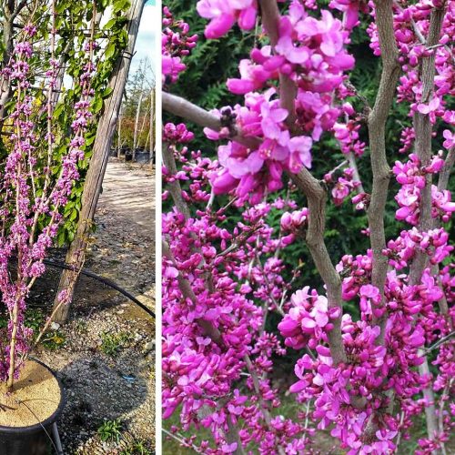 Cercis Chinensis 'Avondale' (Chinese Redbud 'Avondale') - Shrub