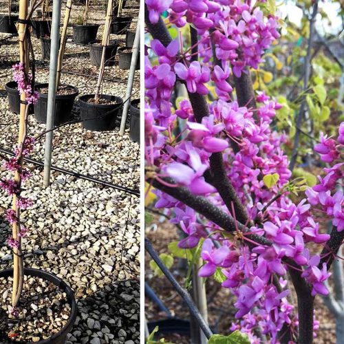 Cercis Canadensis 'Alley Cat' (Eastern Redbud 'Alley Cat') - Shrub