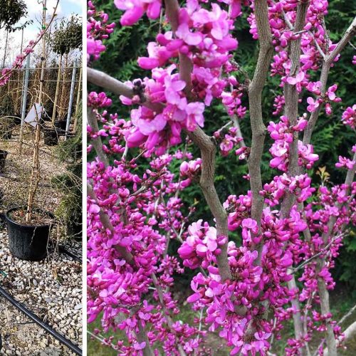 Cercis Chinensis ‘Avondale’ (Chinese Redbud ‘Avondale’) - Half Standard