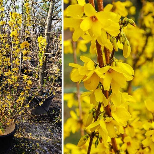 Forsythia x Intermedia (Golden Bell Bush) - Shrub