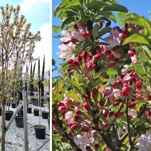 Malus Pom'Zai ('Courtabri' / Crab Apple Tree) - Half Standard