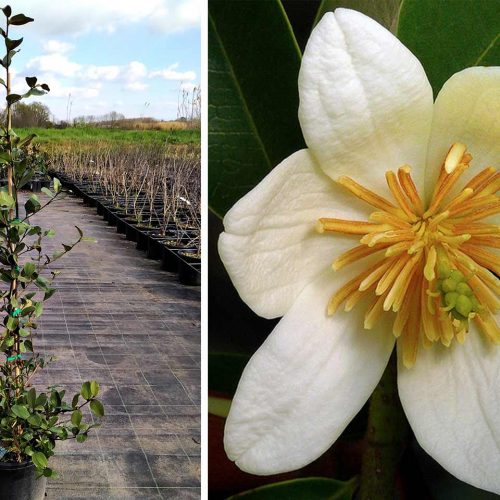 Magnolia Laevifolia 'Gail's Favourite' (Michelia Yunnaensis / Magnolia Dianica) - Shrub