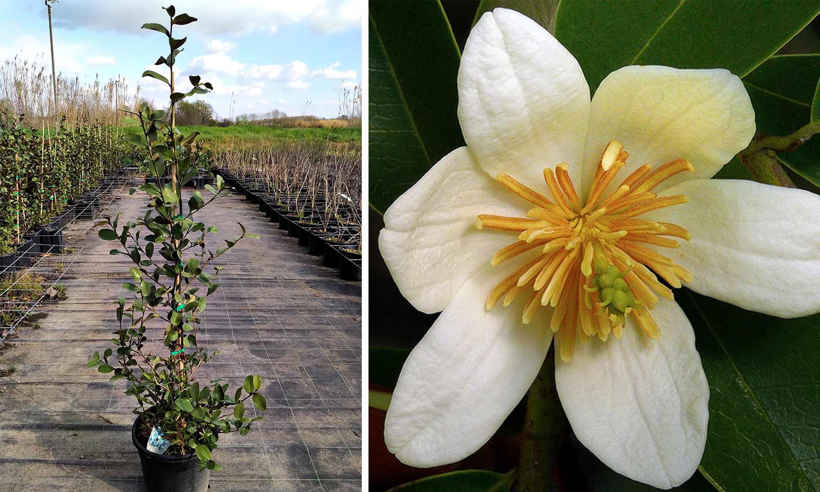 Magnolia Laevifolia 'Gail's Favourite' (Michelia Yunnaensis / Magnolia Dianica) - Shrub