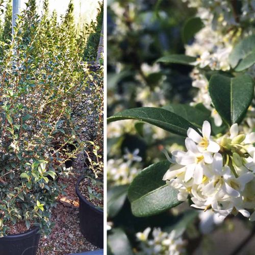 Osmanthus x Burkwoodii (Burkwood Osmanthus) - Shrub