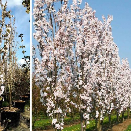 Prunus Serrulata 'Amanogawa' (Japanese Flowering Cherry 'Amanogawa')