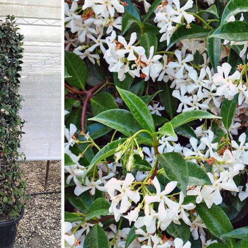 Rhyncospermum Jasminoides / Trachelospermum Jasminoides (Star Jasmine) - Cylinder