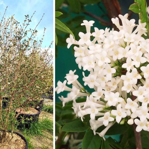 Syringa Pinnatifolia (Pinnate Lilac) - Multi-Stem