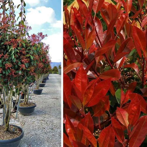 Photinia x Fraseri Red Robin - Multi-Stem