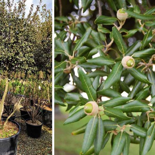 Quercus Ilex (Holm Oak / Evergreen Oak) - Multi-Stem