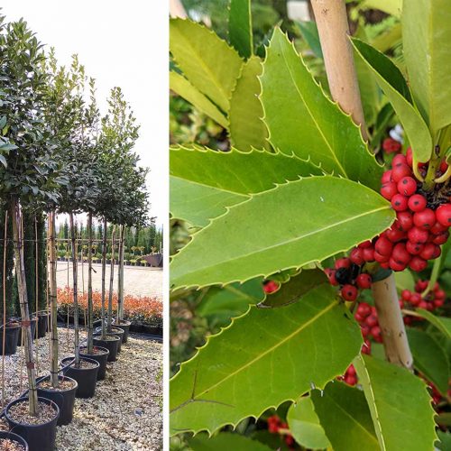 Ilex x Koehneana 'Chestnut Leaf' / Ilex Castaneifolia (Holly 'Chestnut Leaf') - Standard