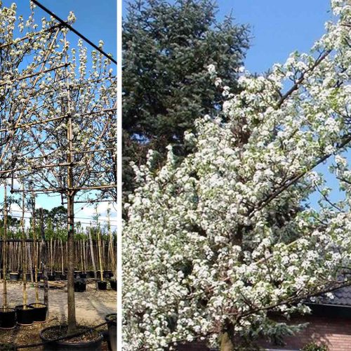 Pyrus Calleryana 'Chanticleer' (Callery Pear) - Standard Espalier