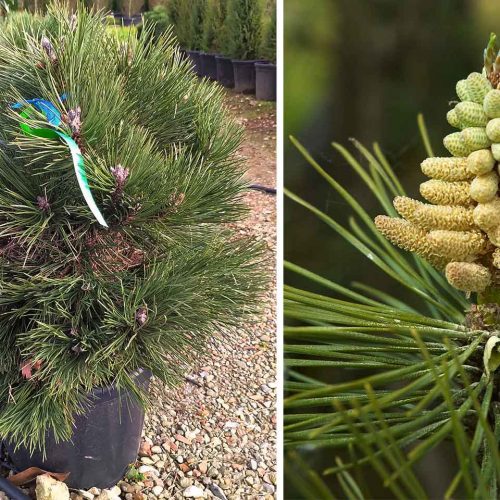 Pinus Nigra Austriaca 'Nana' (Dwarf Austrian Pine, Black Pine 'Nana')