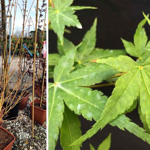 Acer Palmatum 'Bi Ho' (Japanese Maple 'Bi Ho') - Shrub