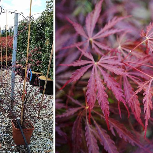 Acer Palmatum Dissectum 'Garnet' (Japanese Maple 'Garnet') - Shrub