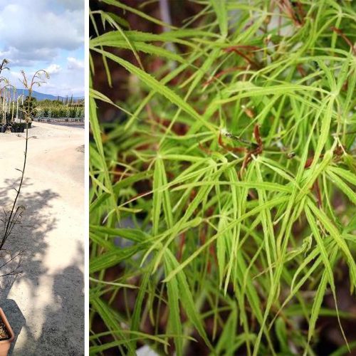 Acer Palmatum 'Koto-no-ito' (Japanese Maple 'Koto-no-ito') - Shrub