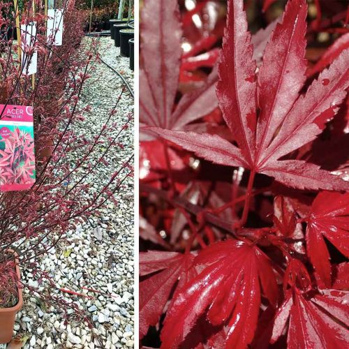 Acer Palmatum 'Shaina' (Japanese Maple 'Shaina') - Shrub