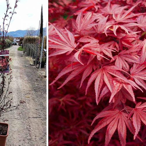 Acer Palmatum 'Skeeter's Broom' (Japanese Maple 'Skeeter's Broom') - Shrub