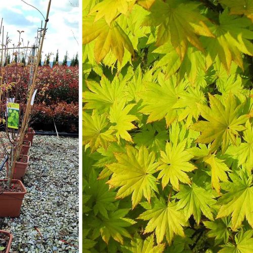 Acer Shirasawanum 'Jordan' (Fullmoon Maple 'Jordan') - Shrub