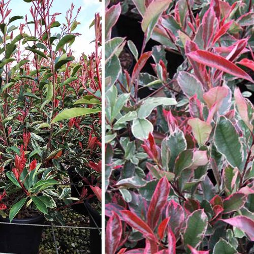 Photinia x Fraseri Pink Marble (Pink Marble Photinia) - Shrub