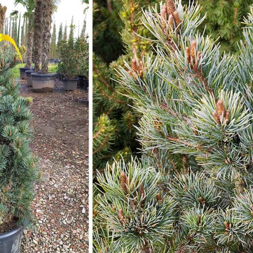 Pinus Parviflora 'Negishi' (Japanese White Pine 'Negishi')