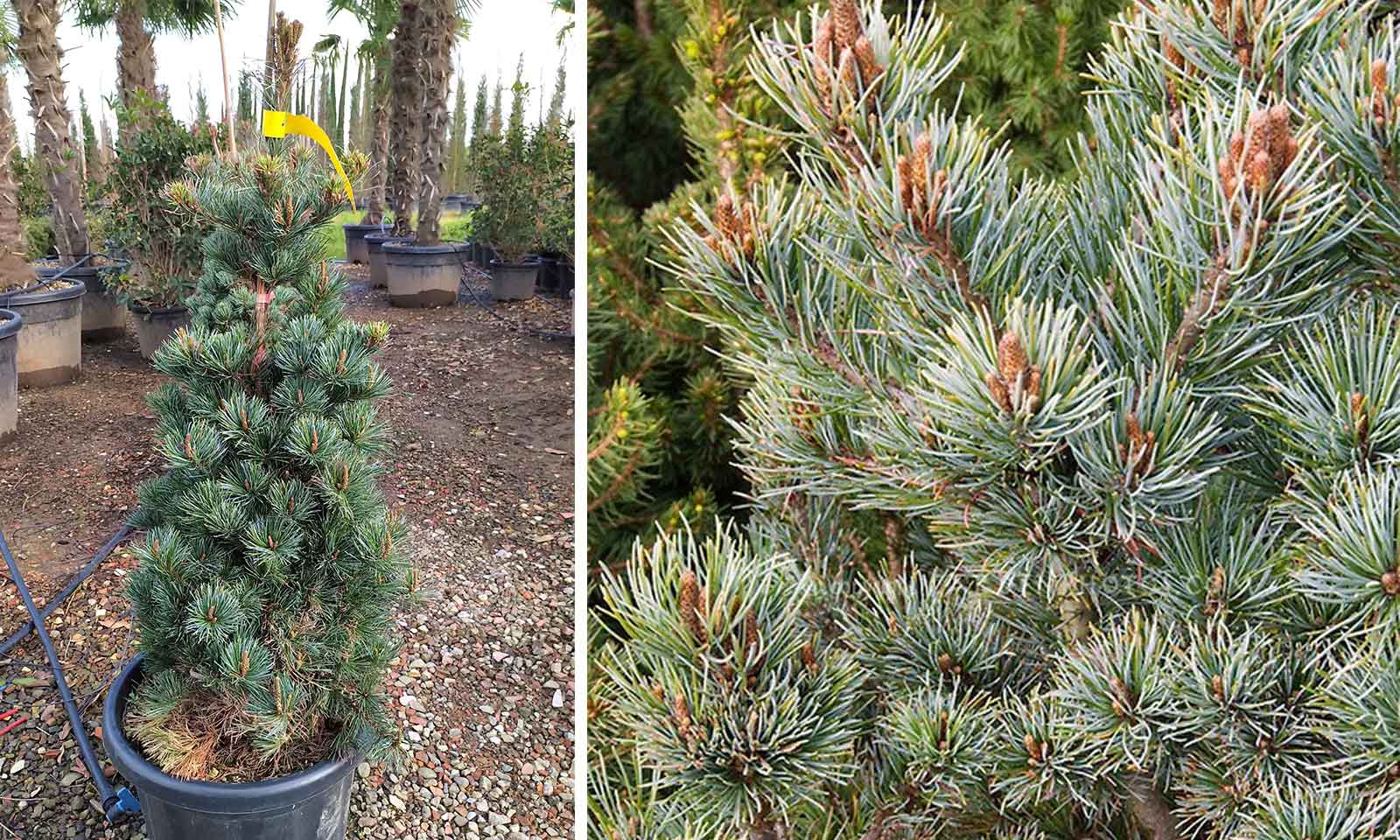 Pinus Parviflora 'Negishi' (Japanese White Pine 'Negishi')