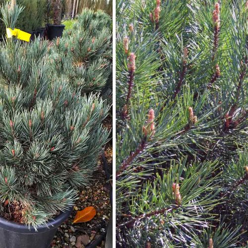 Pinus Sylvestris 'Watererii' (Scots Pine 'Watereri' / Glauca Nana)