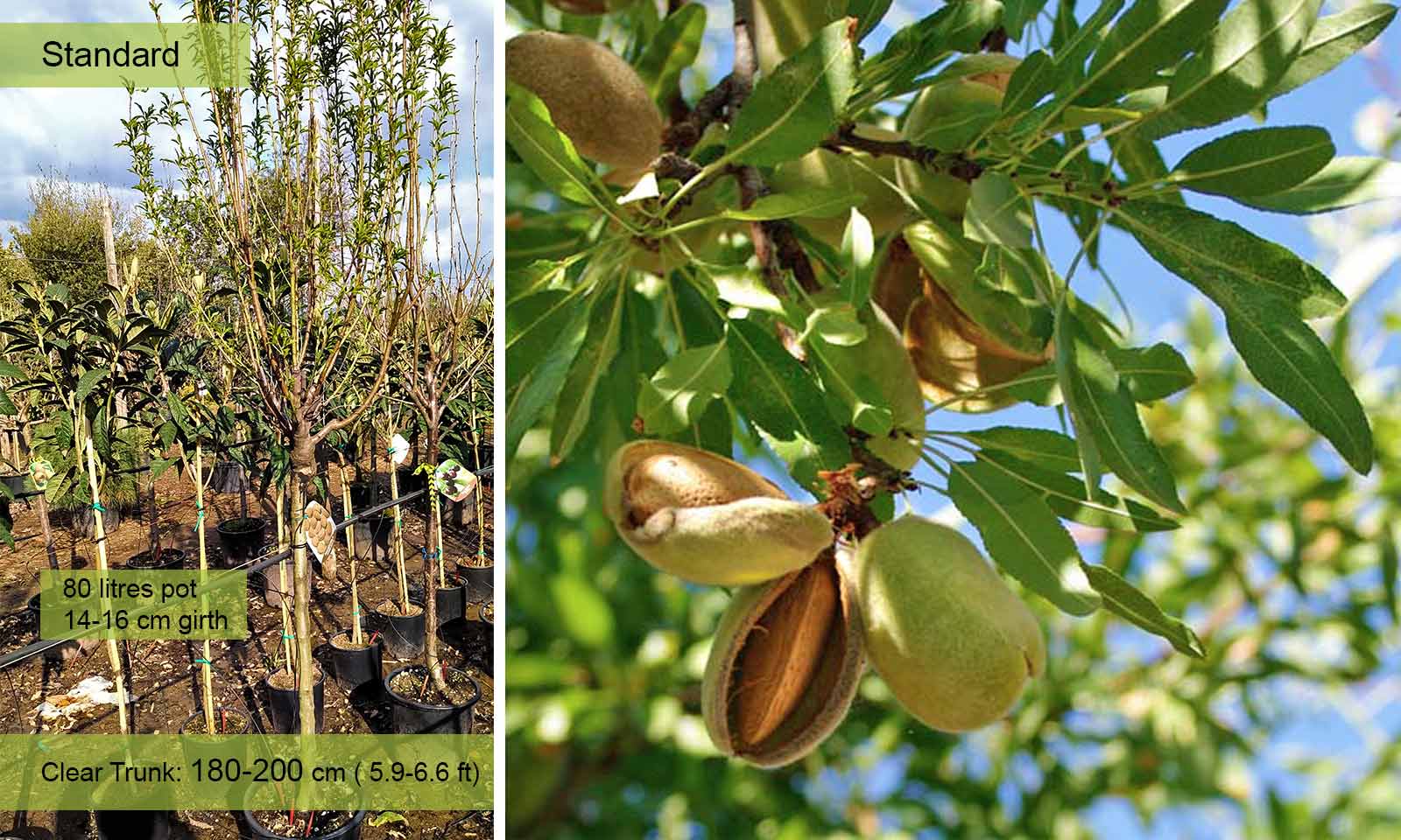 Sweet Almond Tree (Prunus Dulcis) – Half Standard – Garden Plants Online