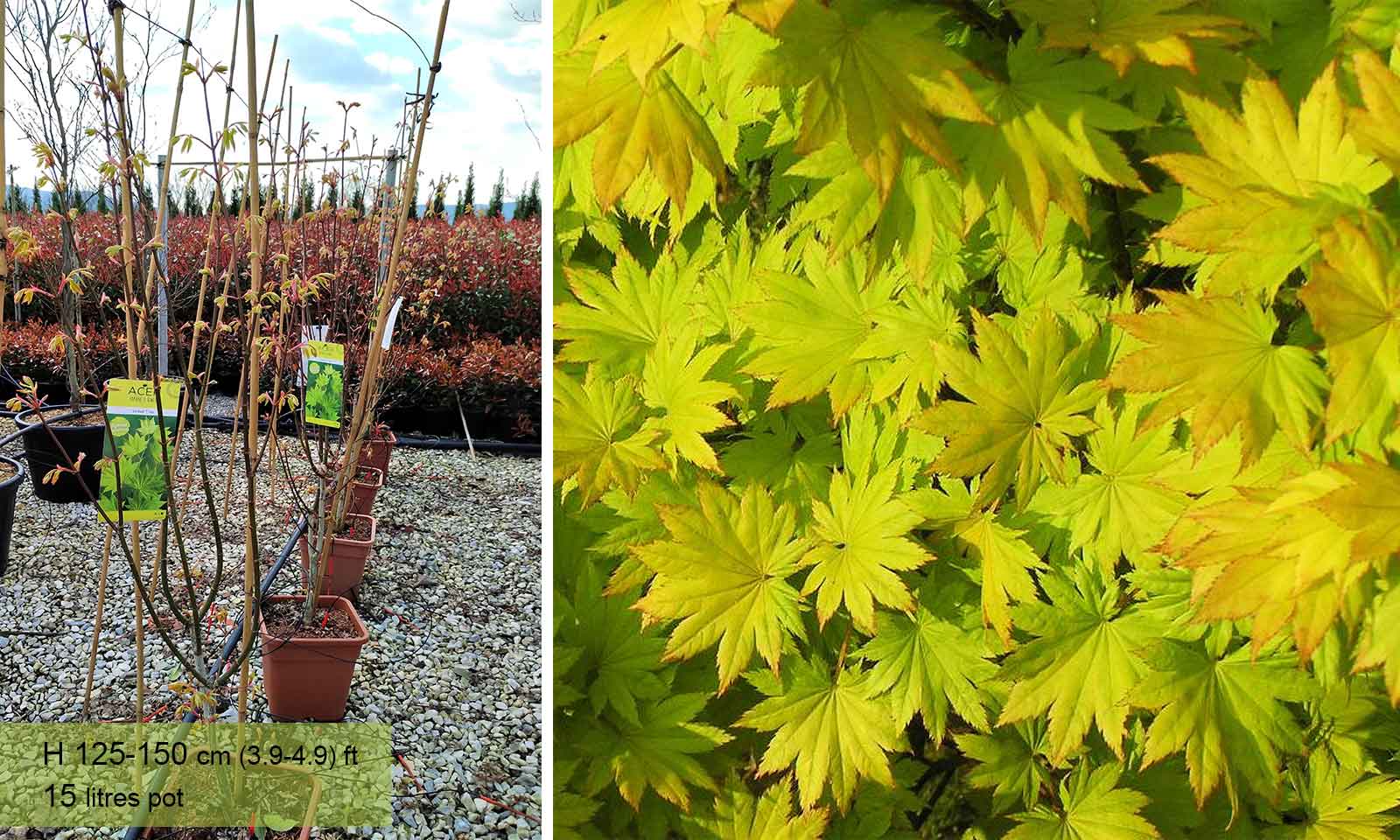 Acer Shirasawanum 'Jordan' (Fullmoon Maple 'Jordan') - - Garden Plants Online
