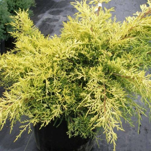 Juniperus x Media 'Gold Coast' (Juniper 'Gold Coast')