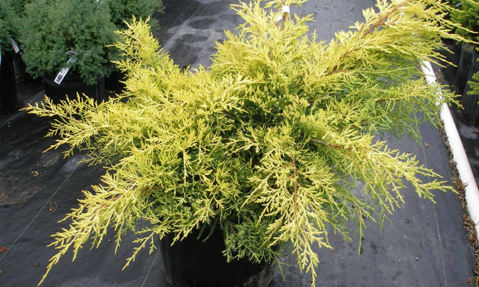 Juniper 'Gold (Juniperus x Media) – Garden Plants Online