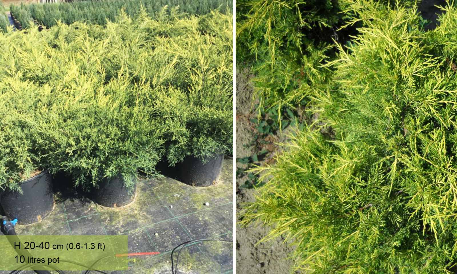 Juniper 'Gold (Juniperus x Media) – Garden Plants Online