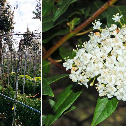 Viburnum Tinus Eve Price (Laurustinus) – Standard