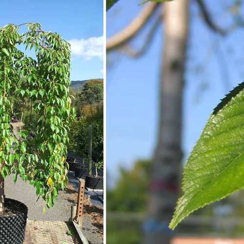 Prunus Subhirtella Pendula (Weeping Higan Cherry) - Standard