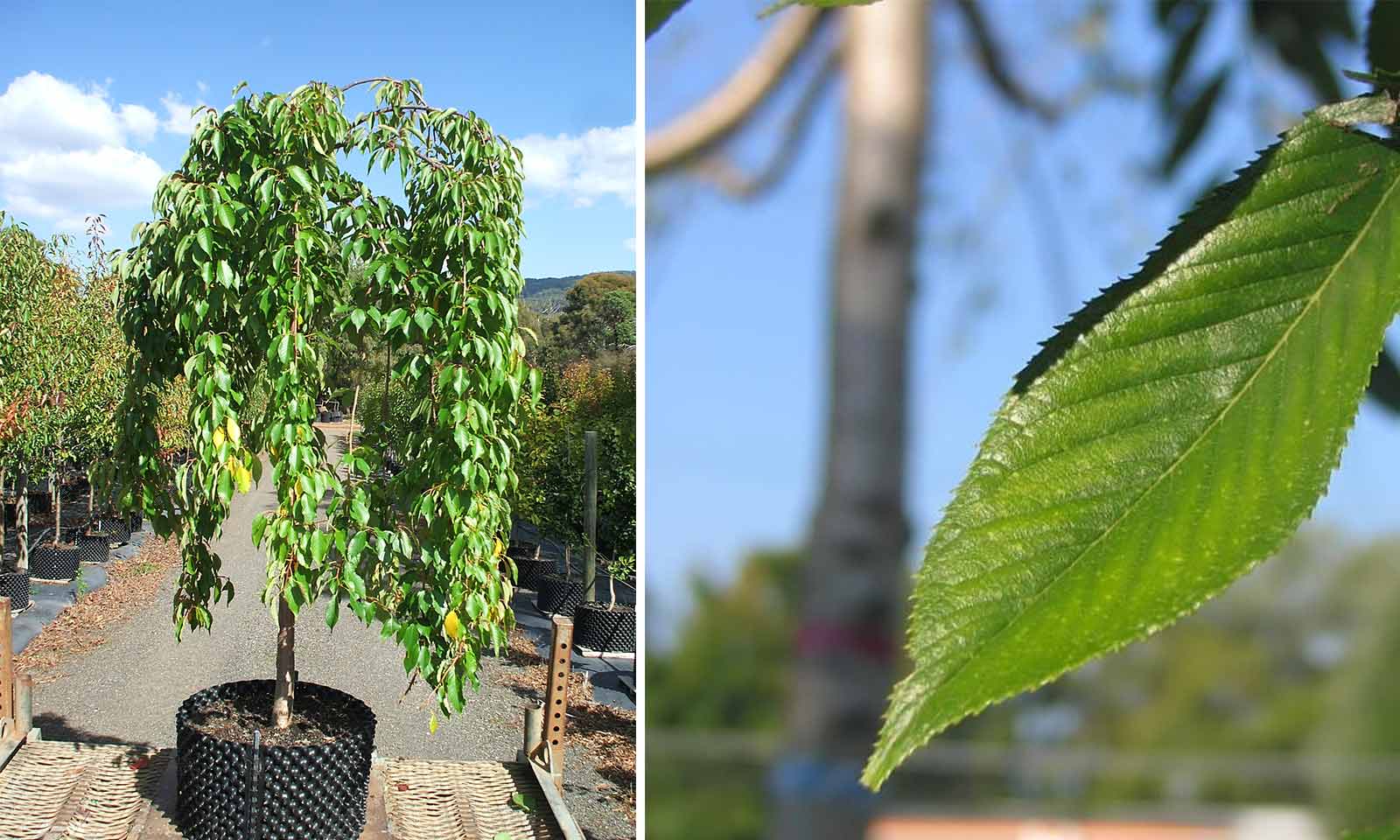 Prunus Subhirtella Pendula (Weeping Higan Cherry) - Standard