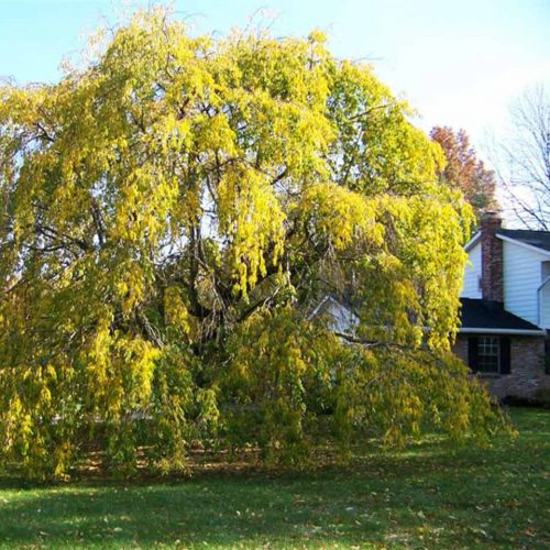 Prunus Subhirtella Pendula (Weeping Higan Cherry) - Multi-Stem