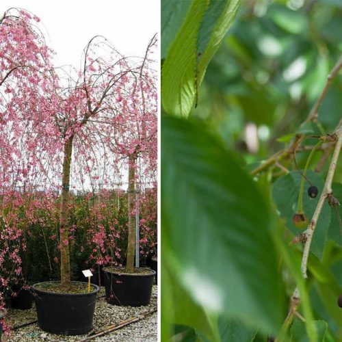 Prunus Subhirtella Pendula 'Plena Rosea' (Winter-Flowering Cherry) - Standard