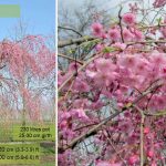 Prunus Subhirtella Pendula Plena Rosea Winter Flowering Cherry Standard Garden Plants Online