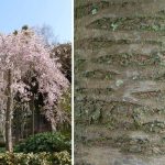 Prunus Subhirtella Pendula Plena Rosea Winter Flowering Cherry Standard Garden Plants Online