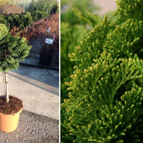 Chamaecyparis Obtusa 'Nana Gracilis' (Slender Hinoki False Cypress) - Quarter Standard