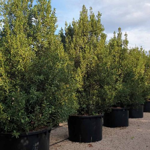 Laurus Nobilis (Bay Tree) – Extra