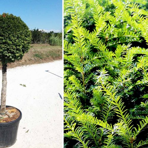 Taxus Baccata (English Yew) – Half Standard