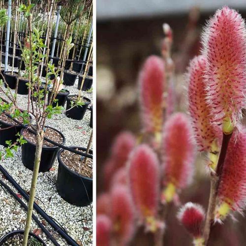 Salix Gracilistyla 'Mount Aso' (Japanese Pink Pussy Willow) - Half Standard