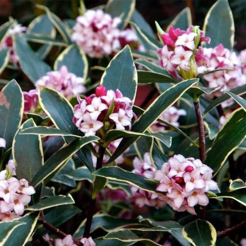 Daphne Odora 'Aureomarginata' (Gold-Edged Winter Daphne) - Shrub