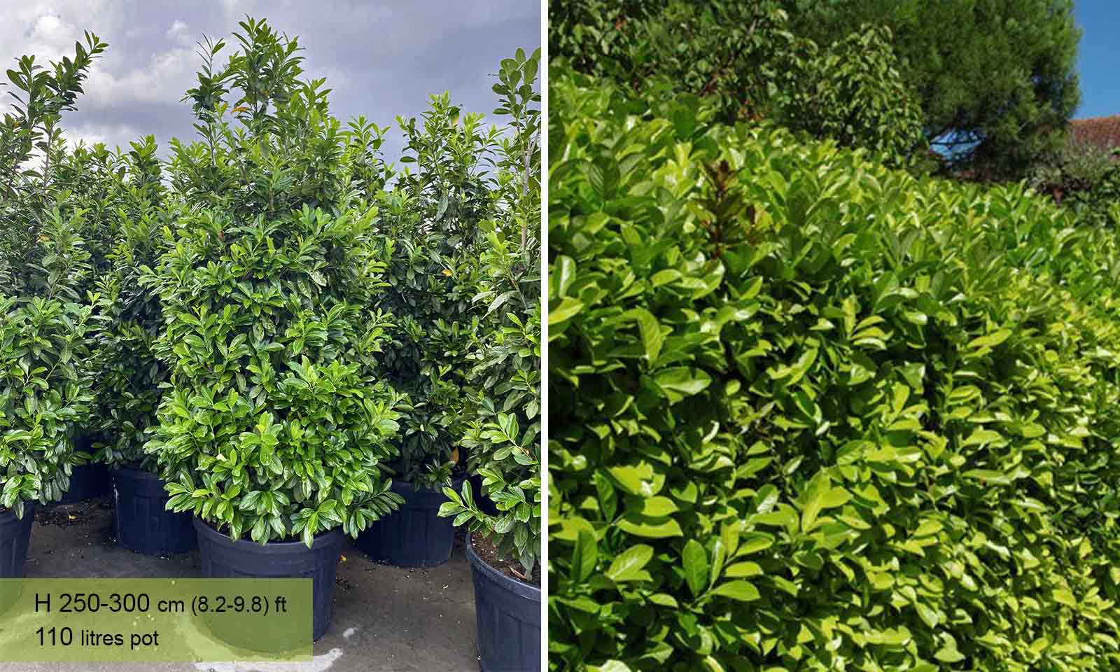 Prunus Laurocerasus Novita