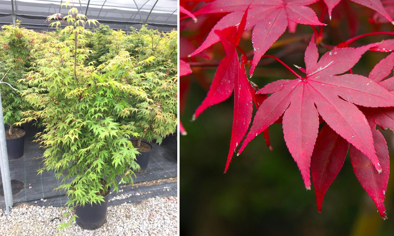 Acer palmatum