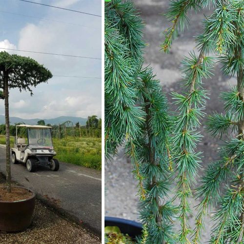 Cedrus Atlantica Glauca Pendula (Weeping Blue Atlas Cedar) - Umbrella