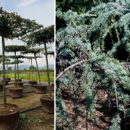 Cedrus Atlantica Glauca Pendula (Weeping Blue Atlas Cedar) – Roof Shape